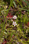 Pink sundew